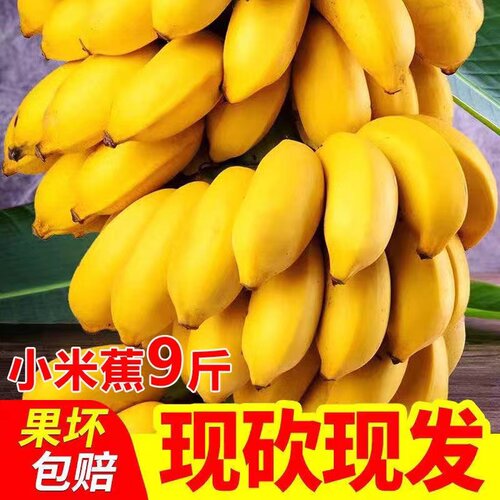 现摘广西小米蕉当季新鲜