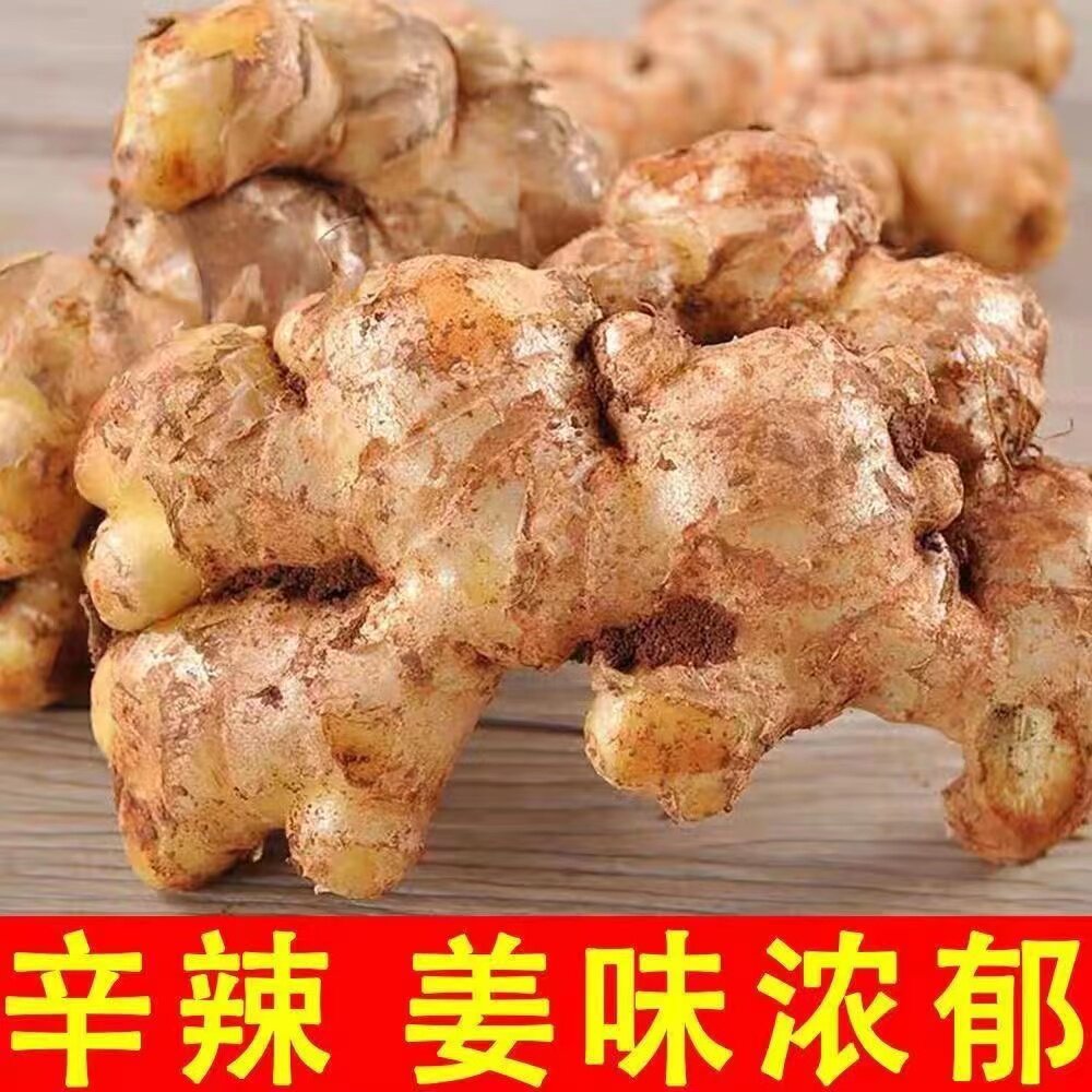 云南文山小黄姜新鲜生姜现挖