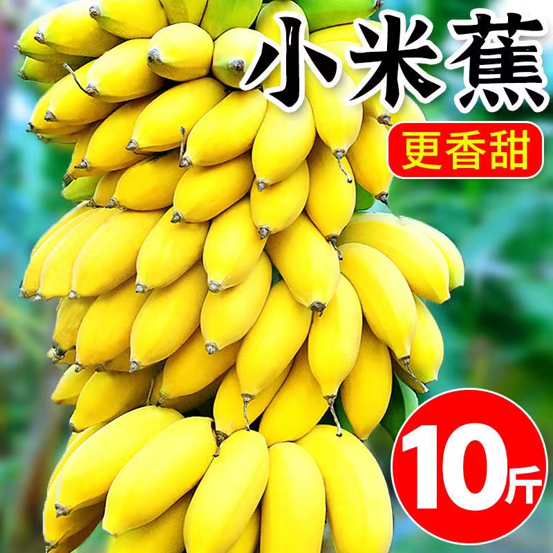 现摘广西小米蕉当季新鲜水果9斤自然熟banana苹果蕉香蕉粉蕉