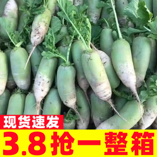 现挖山东沙窝萝卜水果萝卜甜脆水果型新鲜青萝卜生吃小沙窝萝卜