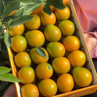 广西脆皮金桔独立包装新鲜水果当季甜蜜小金柑桔子金橘融安特产