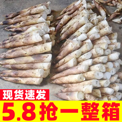 雷笋新鲜现挖春笋福建鲜竹笋