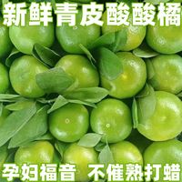 特早熟云南蜜桔橘子新鮮水果