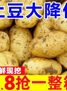 恩施富硒大土豆新鲜包邮