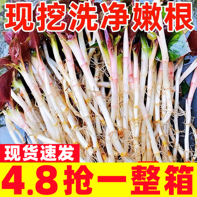 折耳根新鲜鱼腥草猪鼻孔