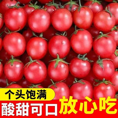 新鲜圣女果番茄水果5斤当季孕妇蔬菜生吃自然熟西红柿千禧小番茄
