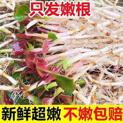 2025农家现挖折耳根嫩根