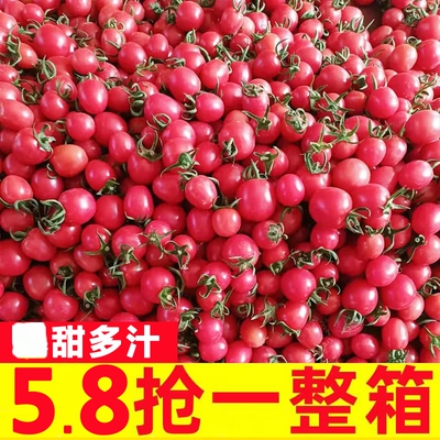 广西千禧樱桃小番茄千禧果