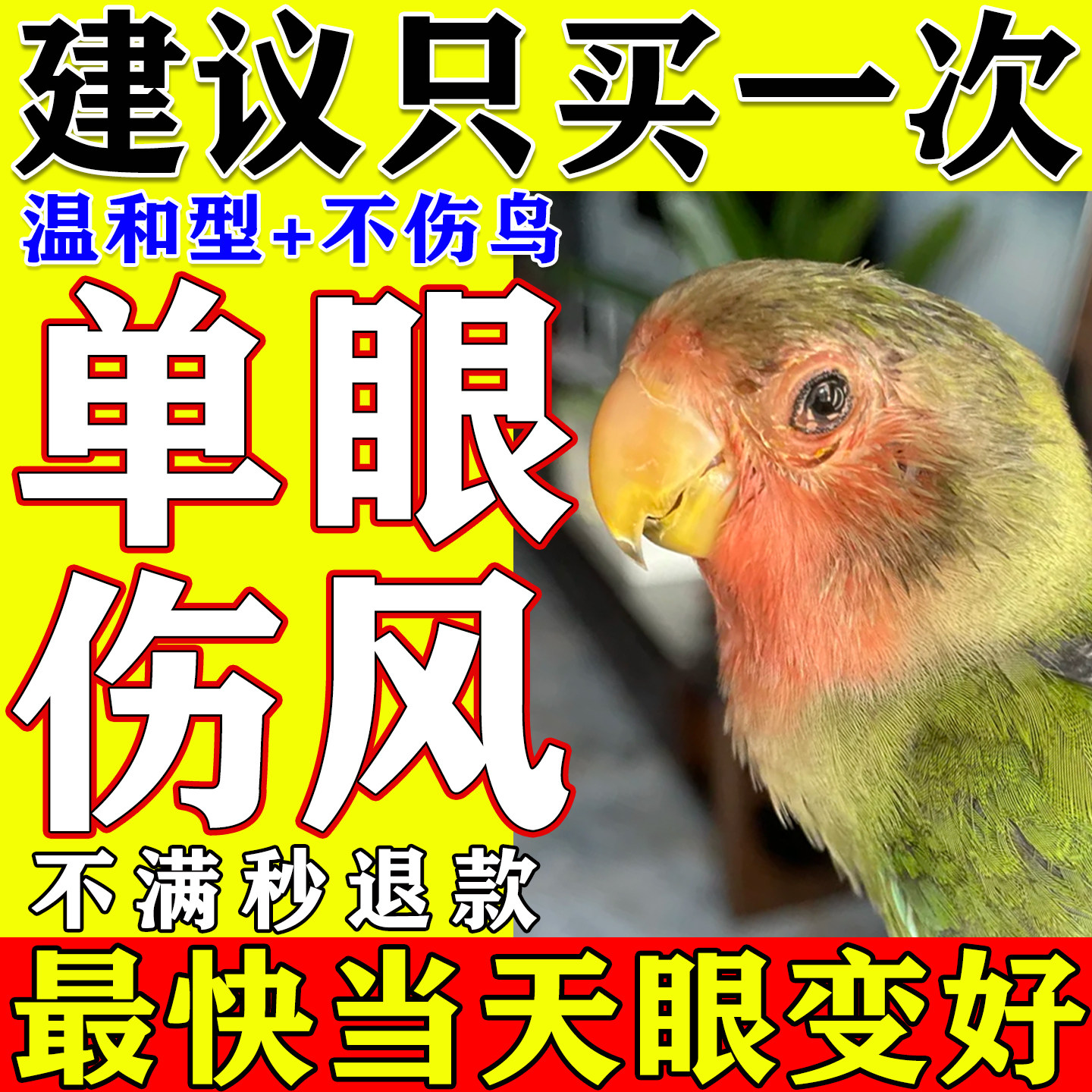 鹦鹉鸽子单眼伤风滴眼液缓解流泪