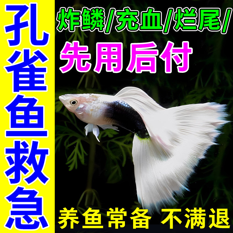孔雀鱼鱼病专用药治疗白点针尾烂尾烂身炸鳞水霉病鱼病消毒杀菌药