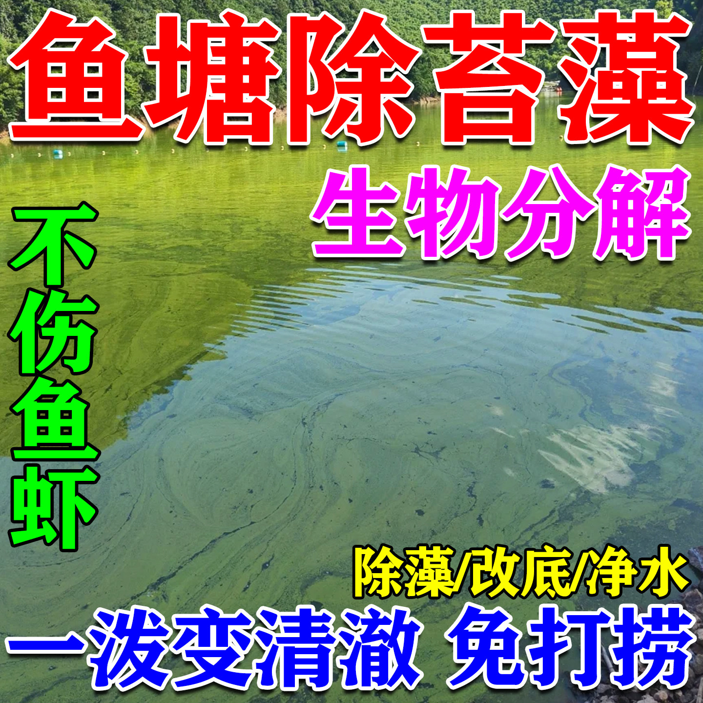 室外鱼塘免打捞除藻去苔不伤鱼虾