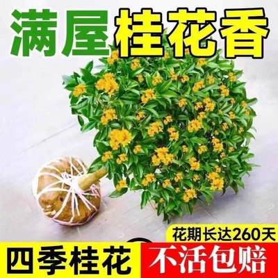 。新疆西藏包邮西藏包邮【带花苞】四季桂花树好养浓香型盆栽阳台