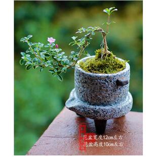 金边提根六月雪盆景悬崖办公桌面小盆栽造型树桩室内微型开花