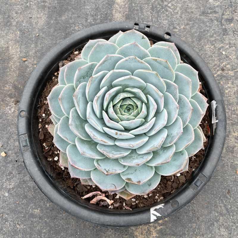 平头哥直播12号链接老桩多肉植栽状态很好果冻色萌肉肉白雪女王