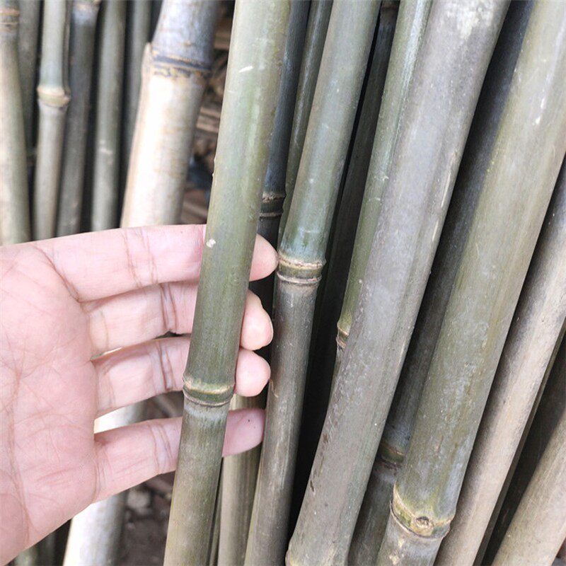 菜架竹竿菜园搭架豆角架蔬菜爬藤架竹杆粗细小竹竿2米彩旗杆
