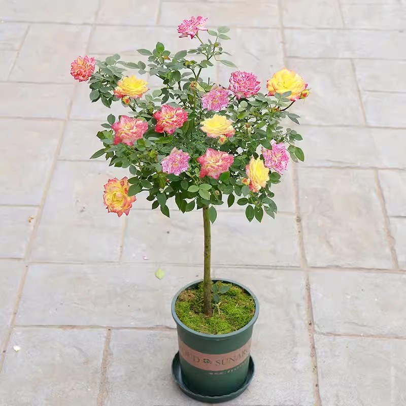 树桩月季棒棒糖树状多色玫瑰四季开花苗特大花卉高杆庭院果汁阳台