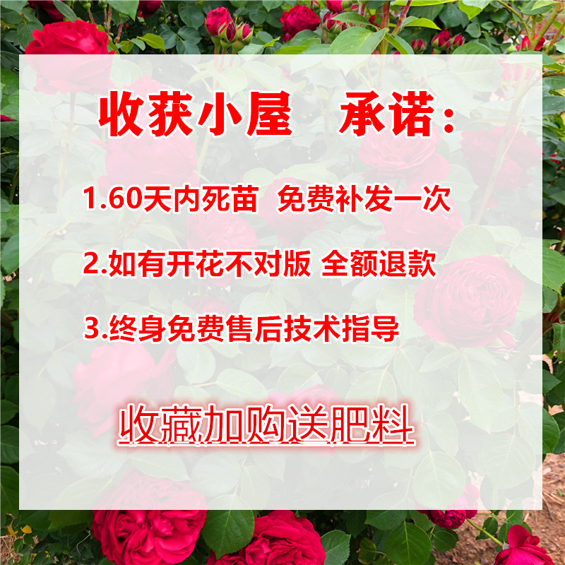 玛格丽特王妃 爬藤蔷薇花苗藤本月季大苗 阳台庭院植物多季开花