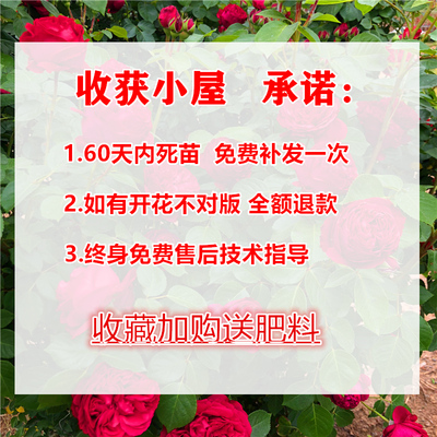玛格丽特王妃 爬藤蔷薇花苗藤本月季大苗 阳台庭院植物多季开花