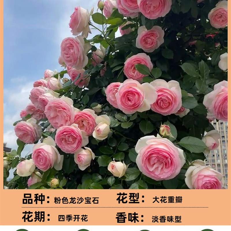 1米6母系大苗月季蔷薇花耐寒耐热阳台庭院爬藤植物花卉四季开花
