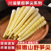 川渝掌柜鲜嫩山野笋尖300g新鲜脆嫩竹笋无渣麻辣烫涮火锅串串食材