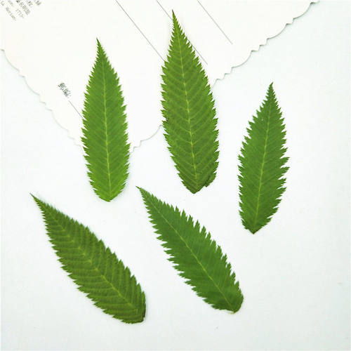雪柳 树叶标本 跨境实体 手工贴画植物 贴脸妆压花台灯材料包