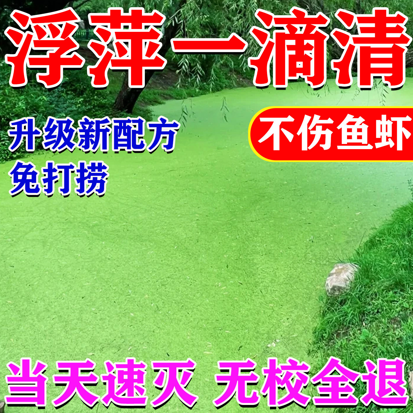 鱼池浮萍清除剂不伤鱼虾蟹免打捞一扫光除绿藻杀青苔浮萍清理神器