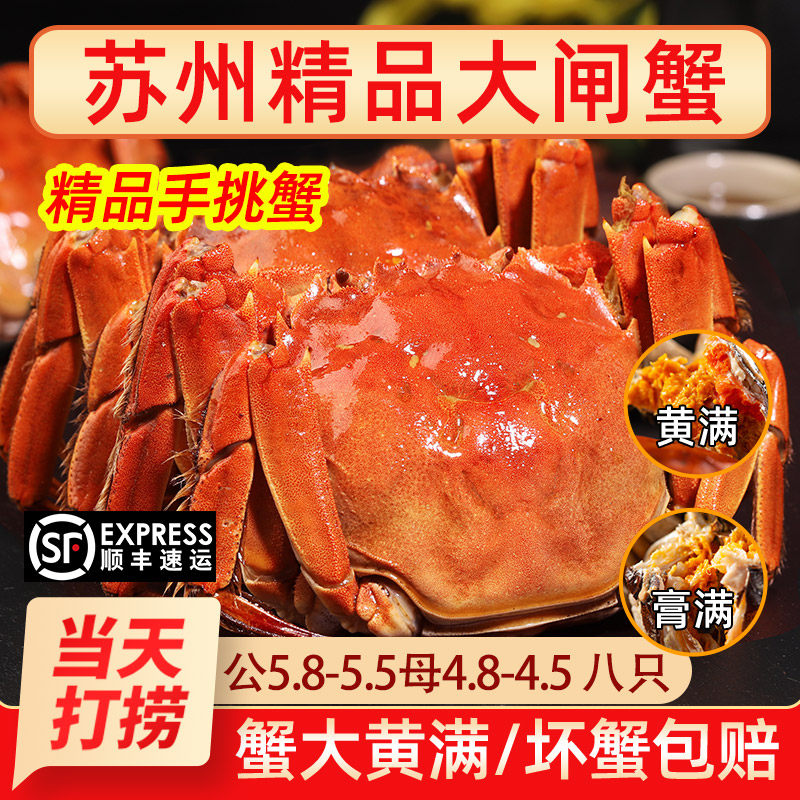 活蟹现货特大阳澄大闸蟹苏州鲜活满黄螃蟹公5母4两/10只礼盒装