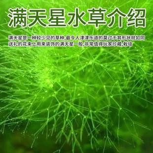 鱼缸装饰造景水生植物满天星水生植物无根耐活生长快懒人水草小虾