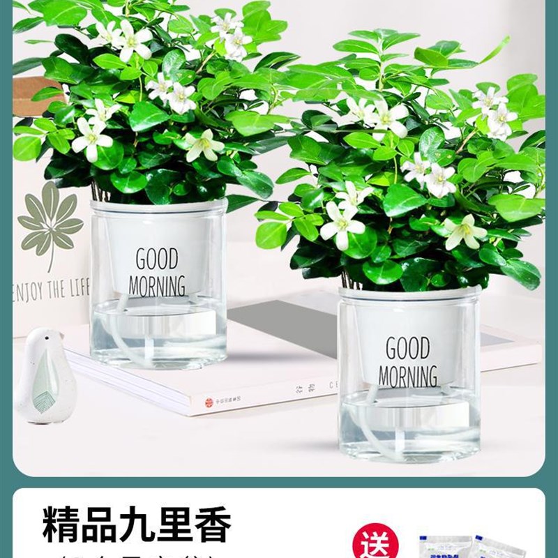 茉莉花苗盆栽带花k苞九里香老桩驱蚊水培栀子花绿植物室内四季开