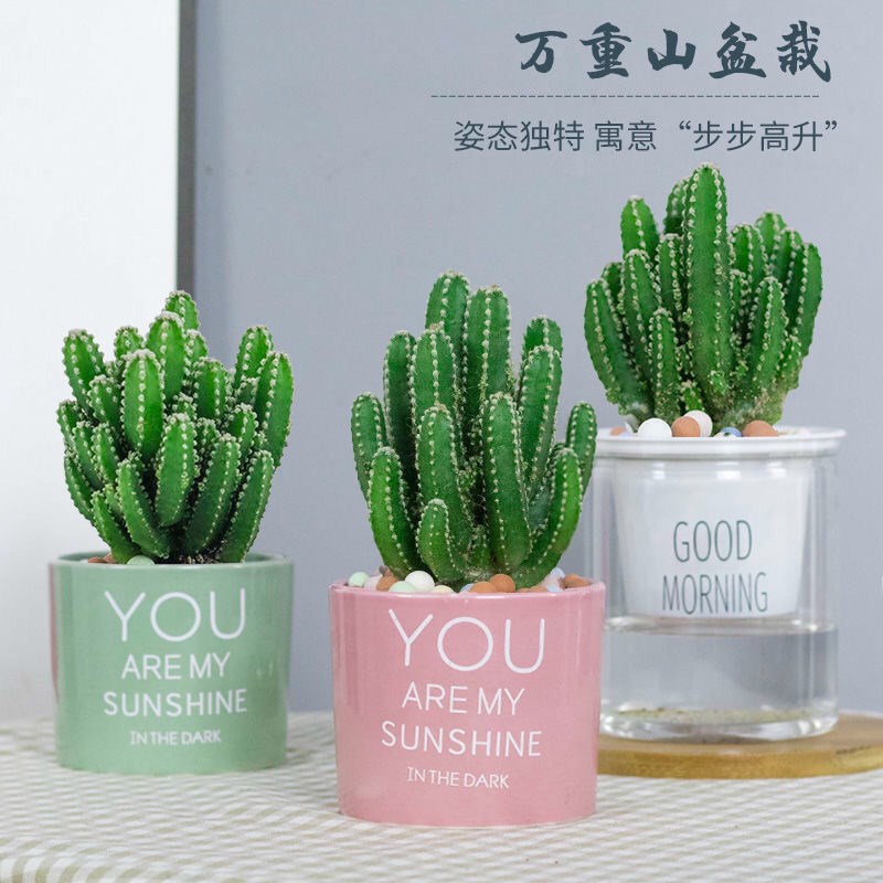 万重山大仙人掌多肉植物花卉绿植盆栽阳台四季好T养易活绿植仙人