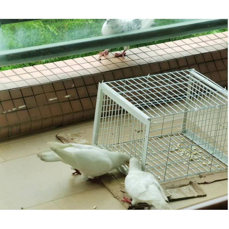 捕鸽神器抓鸽子笼全自动天落笼抓鸽子只J进不出户外楼屋顶加密鸽