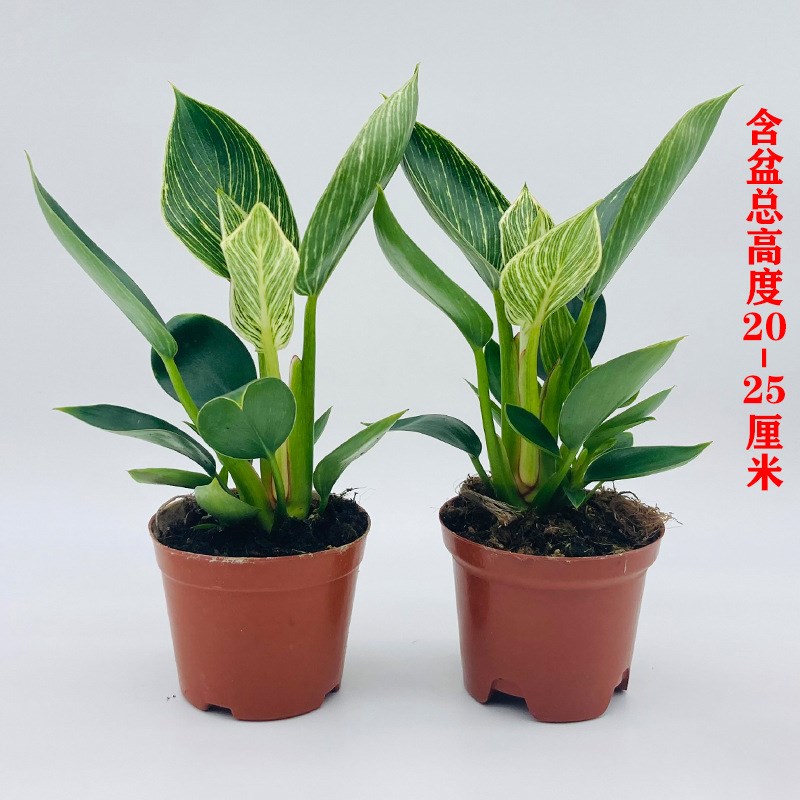 铂金钻水培植物室内m客厅好养大叶金钻绿公主水养净化空气懒人盆
