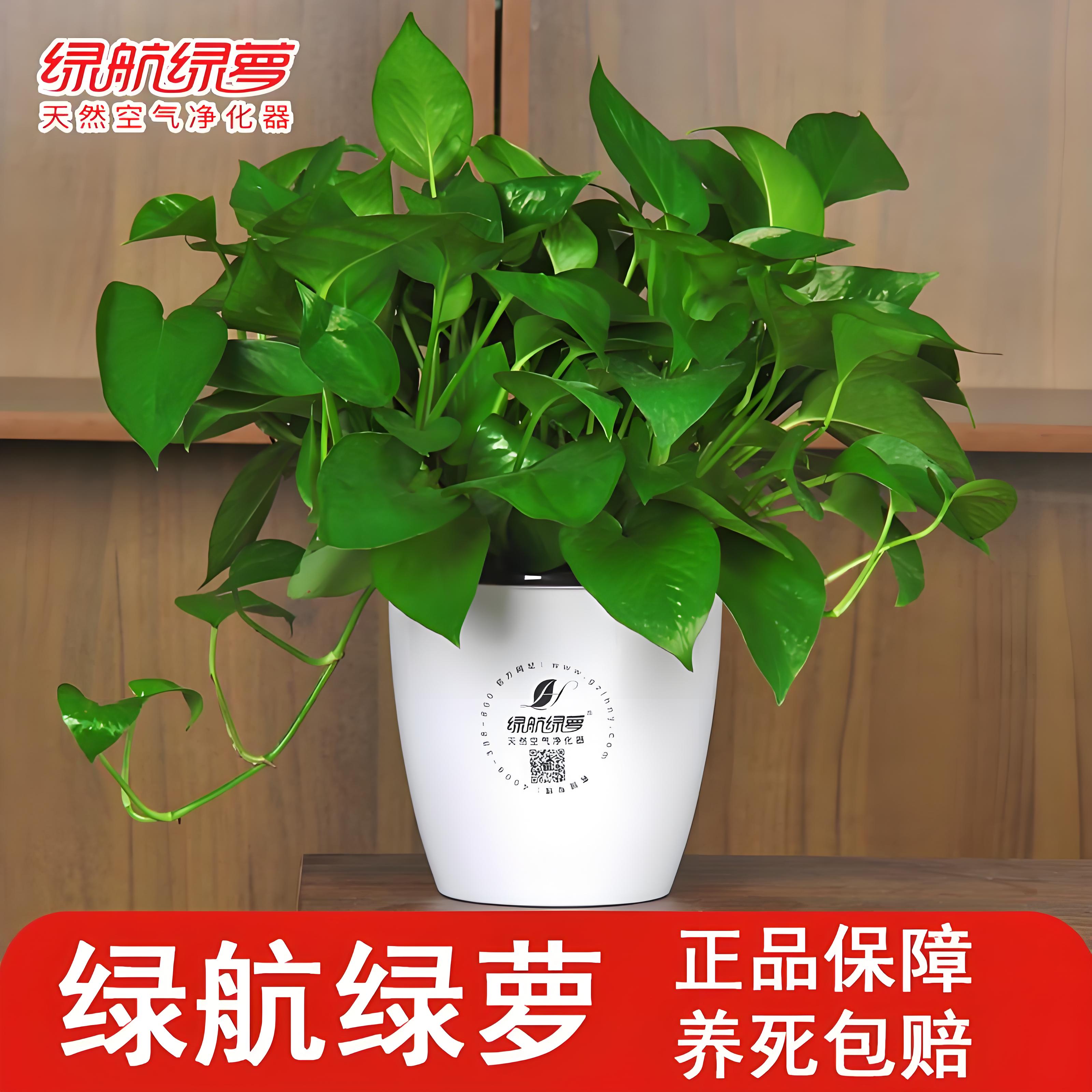 正品绿航绿萝新房除甲醛自吸水