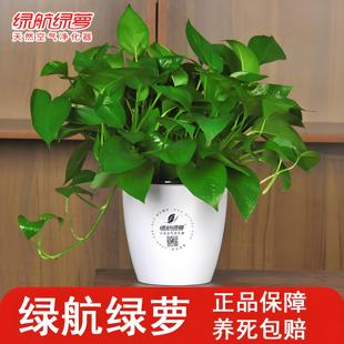 一整箱正品 盆栽室内除甲醛新房净化空气绿箩自吸水 绿航牌绿萝