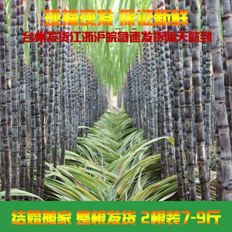 新鲜甘蔗现摘现发结婚搬家喜事整根浙江急速发货黑皮红皮甘蔗带叶