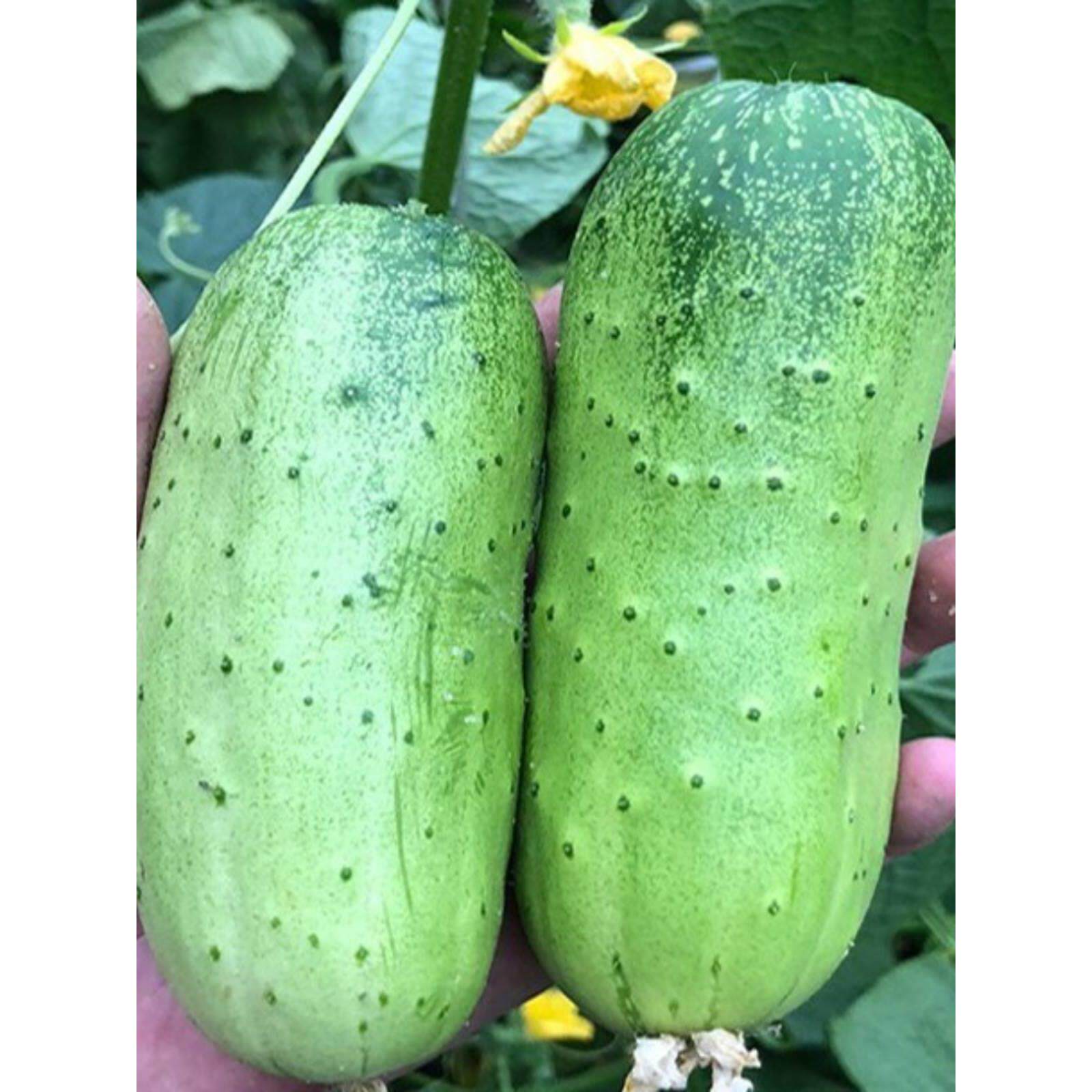 湖北宜昌农家自种当季蔬菜土黄瓜旱黄瓜黄皮黄瓜生吃新鲜吊瓜青瓜