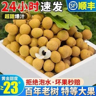 【现摘现发】福建龙眼新鲜5/10斤整箱桂圆水果储良石硖高州顺丰