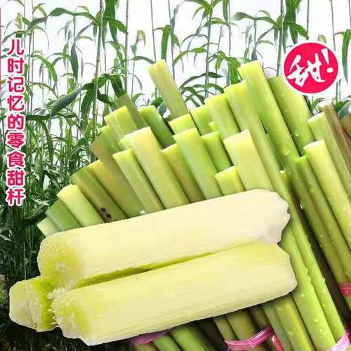 东北甜杆高粱杆小甘蔗5斤新鲜水果甜芦粟甜芦杆孕妇果蔗整箱3包邮