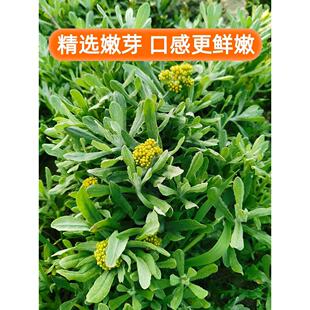新鲜清明草鼠曲草新鲜清明菜青团叶子水牛花做清明果的水秋草