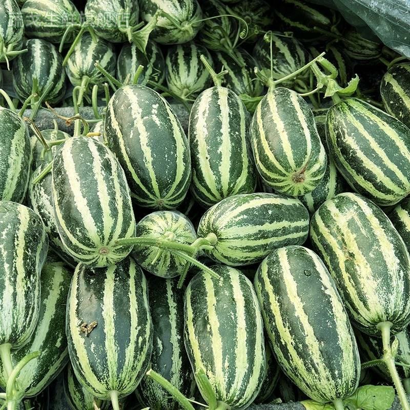 山东博洋9号甜瓜新鲜5斤博洋蜜瓜应季水果现摘现发整箱包邮,水产肉类/新鲜蔬果/熟食,甜瓜,淘宝优惠券,粉丝福利购,淘宝优惠卷