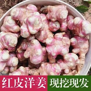 现货新鲜红皮洋姜种子鬼子姜不辣生菊芋泡菜腌制菜蔬菜5斤装产地m