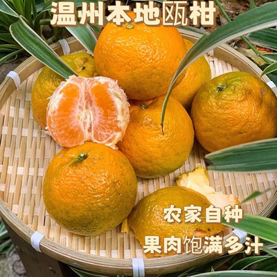 浙江温州永嘉特产正宗瓯柑苦柑鸥柑丽水苦橘苦桔丑橘自种新鲜欧柑