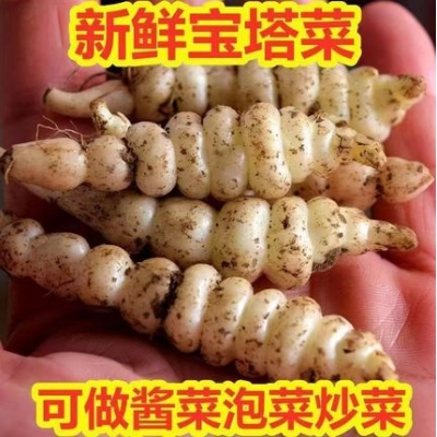 新鲜地环宝塔菜螺丝菜种子地葫芦地牯牛地蚕可做泡菜农家现挖5斤
