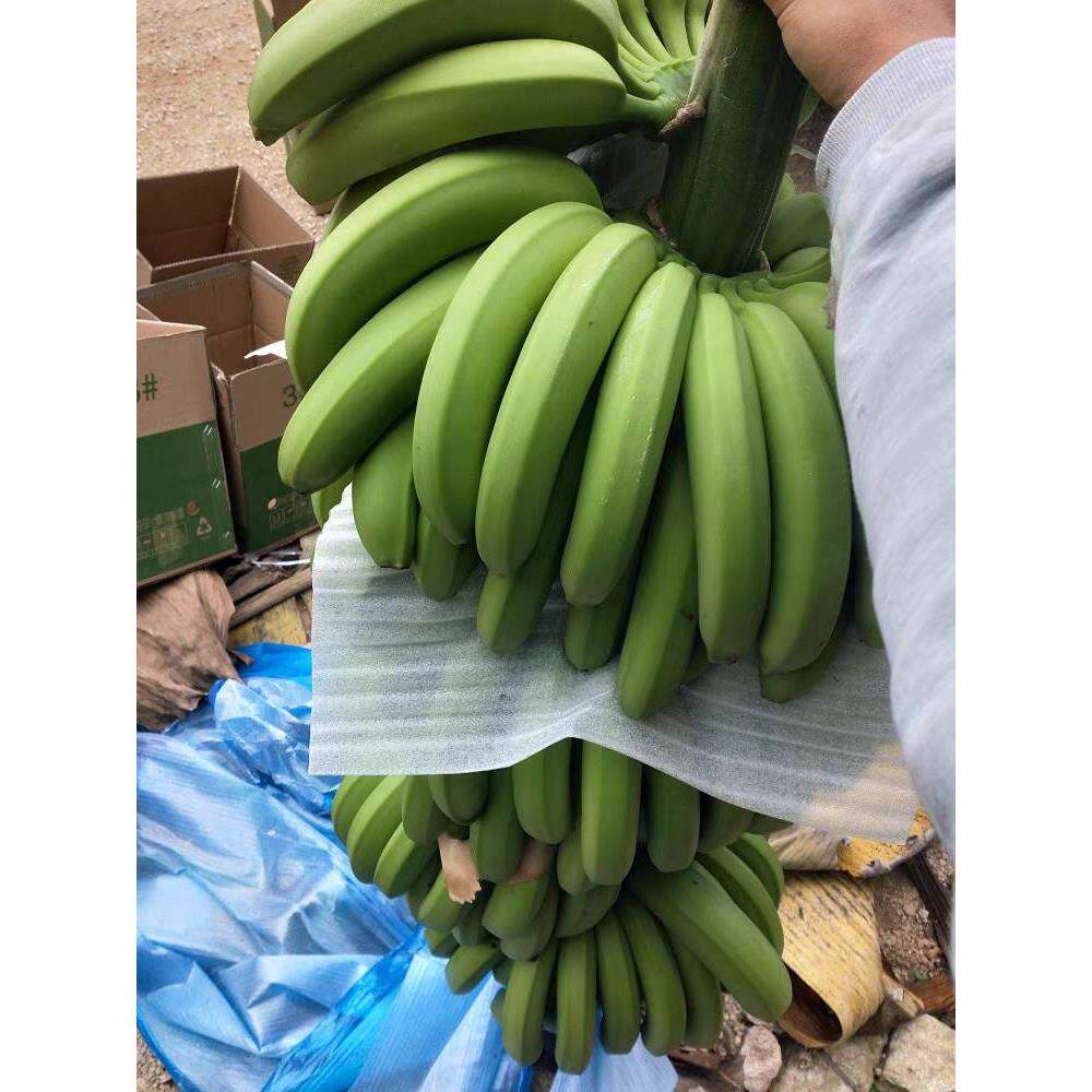 云南香蕉高山大香蕉新鲜水果半生野香蕉好吃整箱
