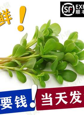 味粒果野生新鲜的马齿笕