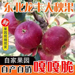 东北龙丰果大秋果整箱5斤新鲜当季水果海棠果沙果酸甜特产小苹果