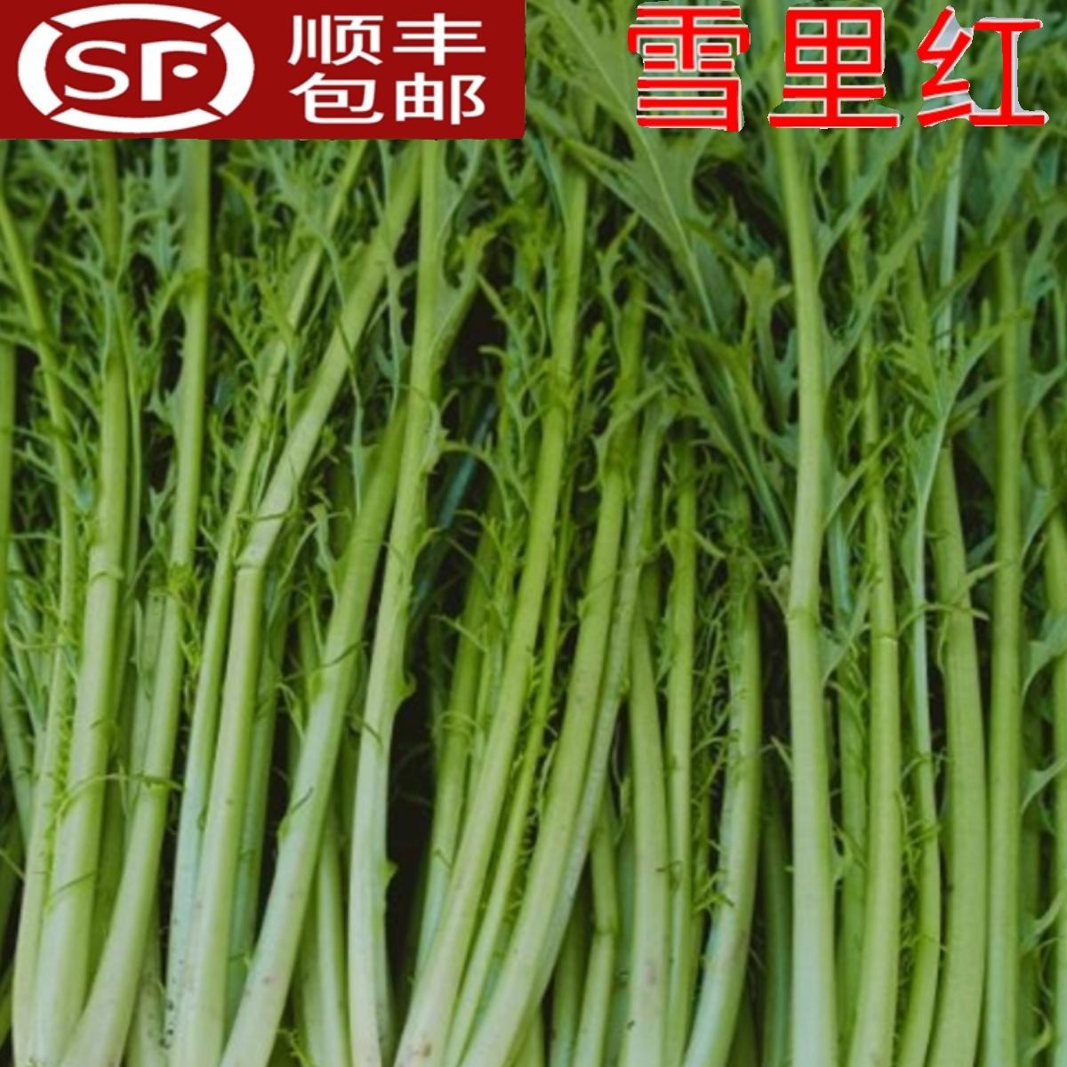 雪里红新鲜雪菜雪里蕻小叶细叶雪里红冲菜九头鸟咸菜酸菜顺丰5斤