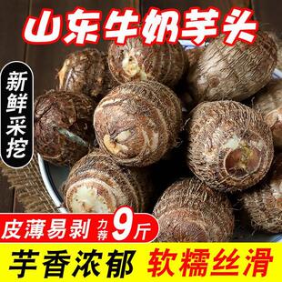 芋头新鲜小芋头山东小毛芋头芋艿新鲜农家自种小毛芋新鲜五斤 包邮