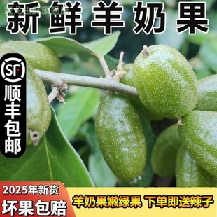 【顺丰】羊奶果鲜果新鲜当季云南特产纯酸应季时令罕见的孕妇水果