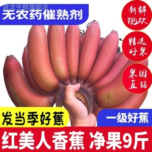 海南红美人红皮香蕉5斤海口当季新鲜网红咖啡蕉孕妇水果整箱芭蕉